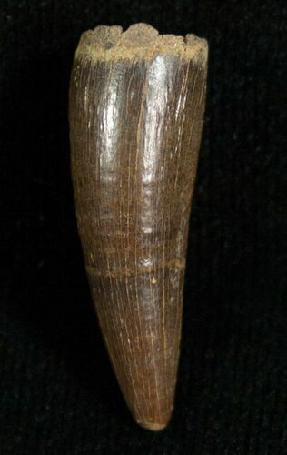 Leidyosuchus Tooth - Cretaceous Crocodile #5725